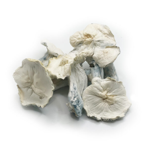 Buy jack frost mushroom strain