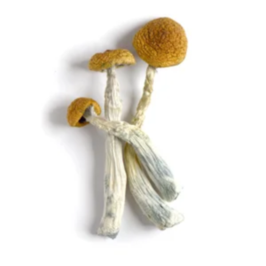 golden teacher mushroom strain for sale online