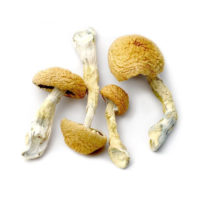 Buy dried African transkei magic mushroom online