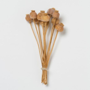 buy dried poppy with stem online