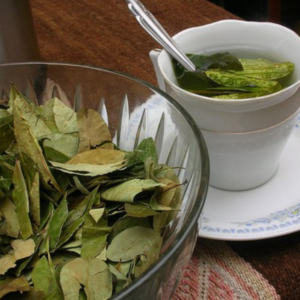 Whole coca leaves – Erythroxylum Coca tea leaves for sale